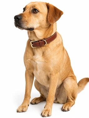 Genuine Leather Dog Collar in Brown - Classic Adjustable Pet Collar